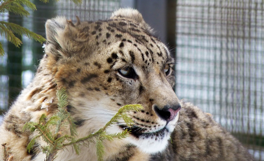 Международный день снежного барса